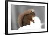 Red Squirrel (Sciurus Vulgaris) Portrait, in Snow, Cairngorms National Park, Scotland, March 2007-Cairns-Framed Photographic Print