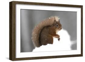 Red Squirrel (Sciurus Vulgaris) Portrait, in Snow, Cairngorms National Park, Scotland, March 2007-Cairns-Framed Photographic Print