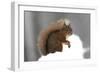 Red Squirrel (Sciurus Vulgaris) Portrait, in Snow, Cairngorms National Park, Scotland, March 2007-Cairns-Framed Photographic Print