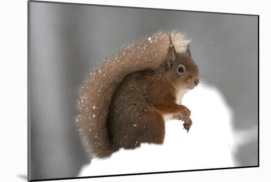 Red Squirrel (Sciurus Vulgaris) Portrait, in Snow, Cairngorms National Park, Scotland, March 2007-Cairns-Mounted Photographic Print