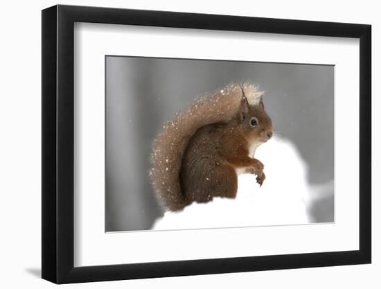 Red Squirrel (Sciurus Vulgaris) Portrait, in Snow, Cairngorms National Park, Scotland, March 2007-Cairns-Framed Photographic Print