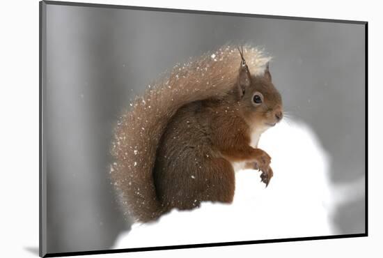 Red Squirrel (Sciurus Vulgaris) Portrait, in Snow, Cairngorms National Park, Scotland, March 2007-Cairns-Mounted Photographic Print