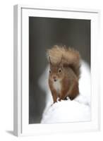 Red Squirrel (Sciurus Vulgaris) Portrait in Snow, Cairngorms National Park, Scotland, March 2007-Cairns-Framed Photographic Print