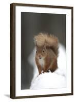 Red Squirrel (Sciurus Vulgaris) Portrait in Snow, Cairngorms National Park, Scotland, March 2007-Cairns-Framed Photographic Print