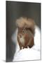 Red Squirrel (Sciurus Vulgaris) Portrait in Snow, Cairngorms National Park, Scotland, March 2007-Cairns-Mounted Photographic Print