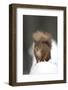 Red Squirrel (Sciurus Vulgaris) Portrait in Snow, Cairngorms National Park, Scotland, March 2007-Cairns-Framed Photographic Print