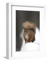 Red Squirrel (Sciurus Vulgaris) Portrait in Snow, Cairngorms National Park, Scotland, March 2007-Cairns-Framed Photographic Print