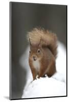 Red Squirrel (Sciurus Vulgaris) Portrait in Snow, Cairngorms National Park, Scotland, March 2007-Cairns-Mounted Photographic Print