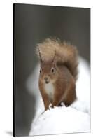 Red Squirrel (Sciurus Vulgaris) Portrait in Snow, Cairngorms National Park, Scotland, March 2007-Cairns-Stretched Canvas