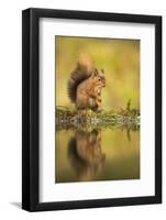 Red squirrel (Sciurus vulgaris) reflection, Yorkshire Dales, Yorkshire, England, United Kingdom, Eu-Kevin Morgans-Framed Photographic Print