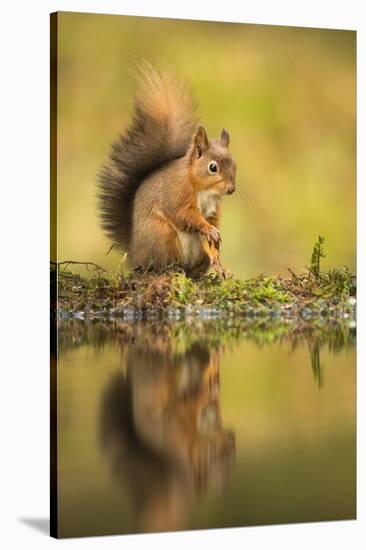 Red squirrel (Sciurus vulgaris) reflection, Yorkshire Dales, Yorkshire, England, United Kingdom, Eu-Kevin Morgans-Stretched Canvas