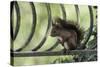 Red Squirrel (Sciurus Vulgaris) Sitting on Metal Railing, Vosges, France, April-Fabrice Cahez-Stretched Canvas