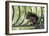 Red Squirrel (Sciurus Vulgaris) Sitting on Metal Railing, Vosges, France, April-Fabrice Cahez-Framed Photographic Print