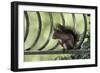 Red Squirrel (Sciurus Vulgaris) Sitting on Metal Railing, Vosges, France, April-Fabrice Cahez-Framed Photographic Print