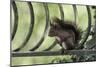 Red Squirrel (Sciurus Vulgaris) Sitting on Metal Railing, Vosges, France, April-Fabrice Cahez-Mounted Photographic Print