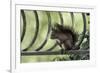 Red Squirrel (Sciurus Vulgaris) Sitting on Metal Railing, Vosges, France, April-Fabrice Cahez-Framed Photographic Print