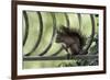 Red Squirrel (Sciurus Vulgaris) Sitting on Metal Railing, Vosges, France, April-Fabrice Cahez-Framed Photographic Print