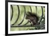 Red Squirrel (Sciurus Vulgaris) Sitting on Metal Railing, Vosges, France, April-Fabrice Cahez-Framed Photographic Print