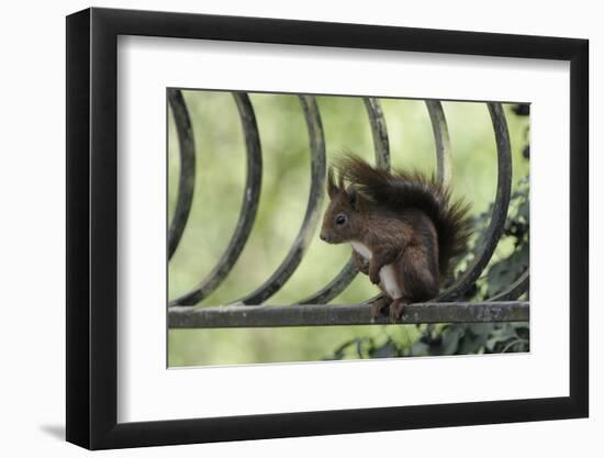 Red Squirrel (Sciurus Vulgaris) Sitting on Metal Railing, Vosges, France, April-Fabrice Cahez-Framed Photographic Print