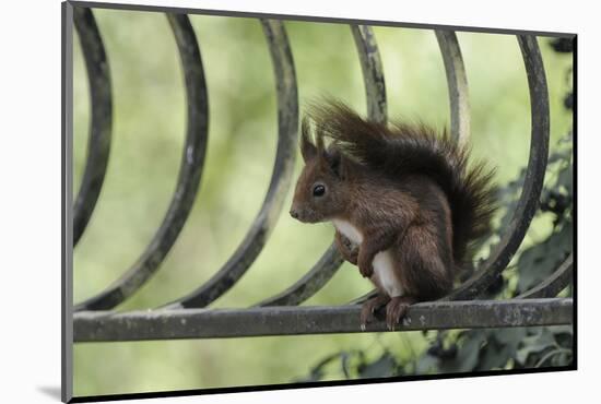 Red Squirrel (Sciurus Vulgaris) Sitting on Metal Railing, Vosges, France, April-Fabrice Cahez-Mounted Photographic Print