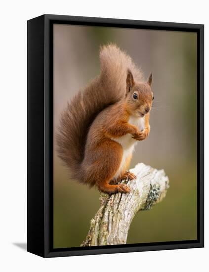 Red Squirrel, Scottish Highlands, Scotland, United Kingdom, Europe-Karen Deakin-Framed Stretched Canvas