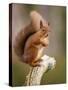 Red Squirrel, Scottish Highlands, Scotland, United Kingdom, Europe-Karen Deakin-Stretched Canvas