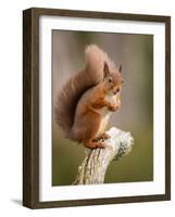 Red Squirrel, Scottish Highlands, Scotland, United Kingdom, Europe-Karen Deakin-Framed Photographic Print