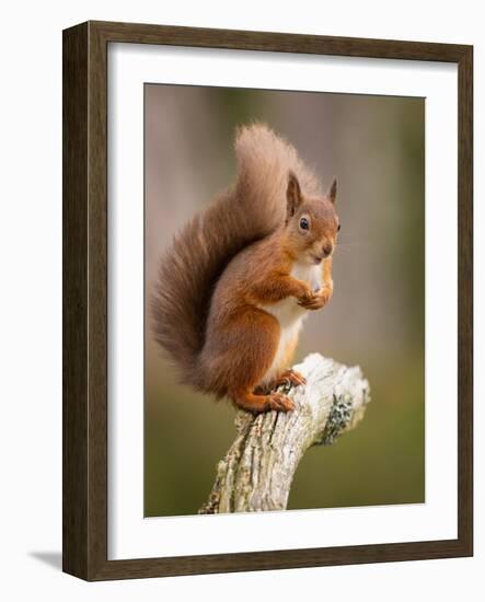 Red Squirrel, Scottish Highlands, Scotland, United Kingdom, Europe-Karen Deakin-Framed Photographic Print