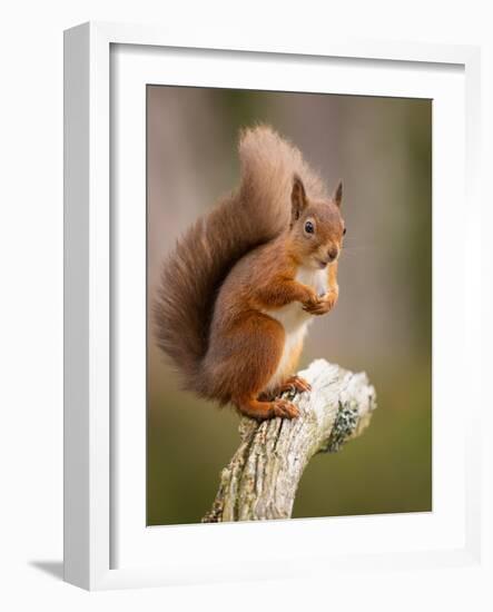 Red Squirrel, Scottish Highlands, Scotland, United Kingdom, Europe-Karen Deakin-Framed Photographic Print