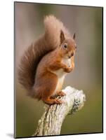 Red Squirrel, Scottish Highlands, Scotland, United Kingdom, Europe-Karen Deakin-Mounted Photographic Print