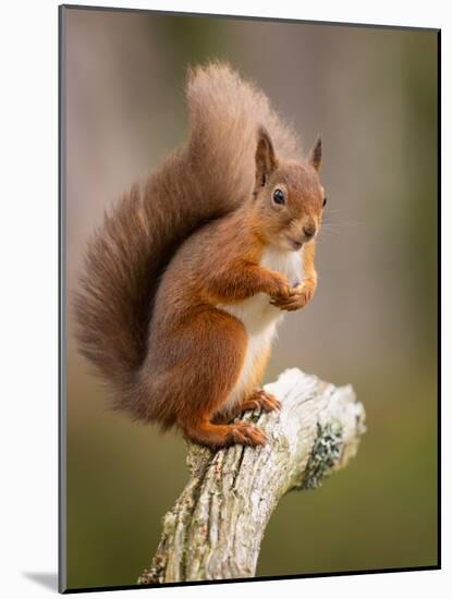 Red Squirrel, Scottish Highlands, Scotland, United Kingdom, Europe-Karen Deakin-Mounted Photographic Print