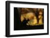 Red squirrel silhouetted against autumnal woodland, Highlands, Scotland, UK, October-SCOTLAND: The Big Picture-Framed Photographic Print