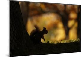 Red squirrel silhouetted against autumnal woodland, Highlands, Scotland, UK, October-SCOTLAND: The Big Picture-Mounted Photographic Print