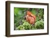 Red Squirrel Sitting in A Juniper Tree-stefanholm-Framed Photographic Print
