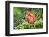 Red Squirrel Sitting in A Juniper Tree-stefanholm-Framed Photographic Print