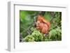 Red Squirrel Sitting in A Juniper Tree-stefanholm-Framed Photographic Print
