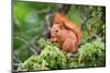 Red Squirrel Sitting in A Juniper Tree-stefanholm-Mounted Photographic Print