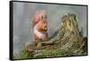Red Squirrel Sitting on a Old Tree Stump Looking Forward-Trevor Hunter-Framed Stretched Canvas