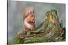 Red Squirrel Sitting on a Old Tree Stump Looking Forward-Trevor Hunter-Stretched Canvas