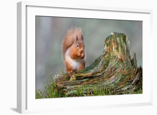 Red Squirrel Sitting on a Old Tree Stump Looking Forward-Trevor Hunter-Framed Photographic Print