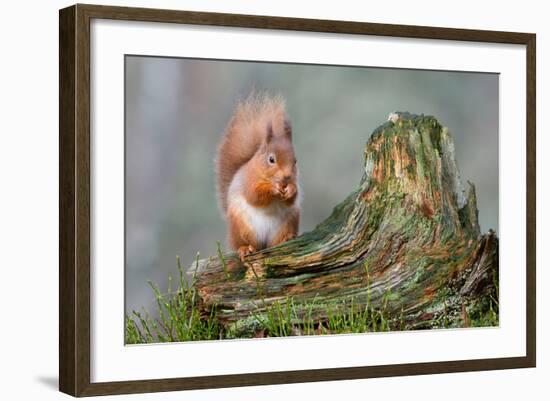 Red Squirrel Sitting on a Old Tree Stump Looking Forward-Trevor Hunter-Framed Photographic Print