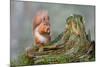 Red Squirrel Sitting on a Old Tree Stump Looking Forward-Trevor Hunter-Mounted Photographic Print