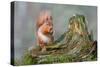 Red Squirrel Sitting on a Old Tree Stump Looking Forward-Trevor Hunter-Stretched Canvas
