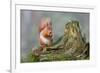 Red Squirrel Sitting on a Old Tree Stump Looking Forward-Trevor Hunter-Framed Photographic Print