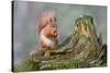 Red Squirrel Sitting on a Old Tree Stump Looking Forward-Trevor Hunter-Stretched Canvas