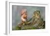 Red Squirrel Sitting on a Old Tree Stump Looking Forward-Trevor Hunter-Framed Photographic Print