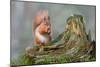 Red Squirrel Sitting on a Old Tree Stump Looking Forward-Trevor Hunter-Mounted Photographic Print