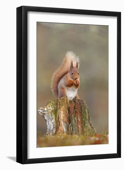 Red Squirrel Sitting on an Old Stump and Eating-null-Framed Premium Photographic Print