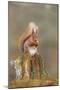 Red Squirrel Sitting on an Old Stump and Eating-null-Mounted Premium Photographic Print