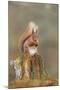 Red Squirrel Sitting on an Old Stump and Eating-null-Mounted Photographic Print